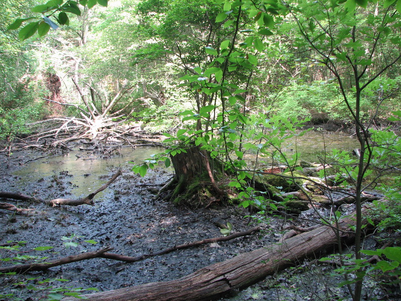 Late summer dry-down Late summer dry-down. Credit: Betsy Leppo